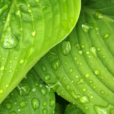 green hosta leaves 38012 400x400 - Bewat MT - Multifuncionales para aguas residuales
